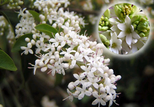 室内养殖蕨类植物有危害吗,什么植物放在室内可以净化空气
