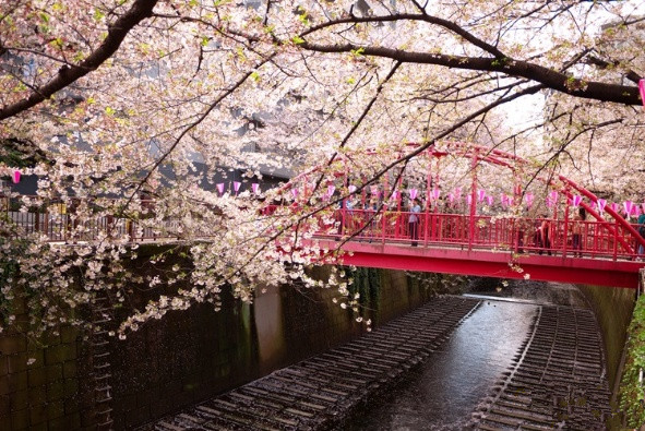 旅游景点樱花谷攻略,赏樱攻略和景点推荐