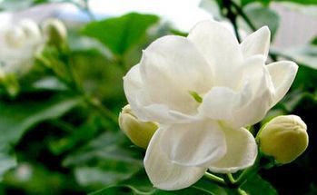 咽炎咳嗽的厉害吃什么药最有效,慢性咽炎咳嗽吃药怎么不见效