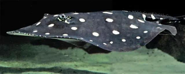 原生魟鱼,魟鱼原生