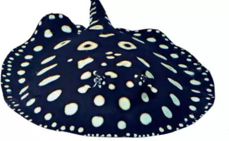 原生魟鱼,魟鱼原生