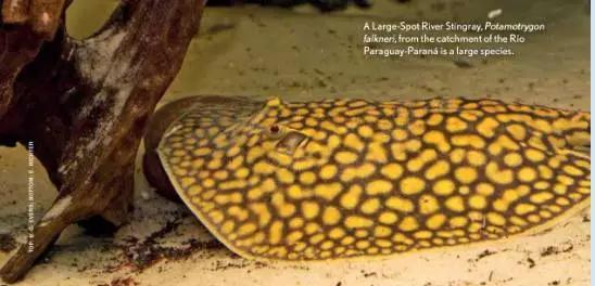 原生魟鱼,魟鱼原生