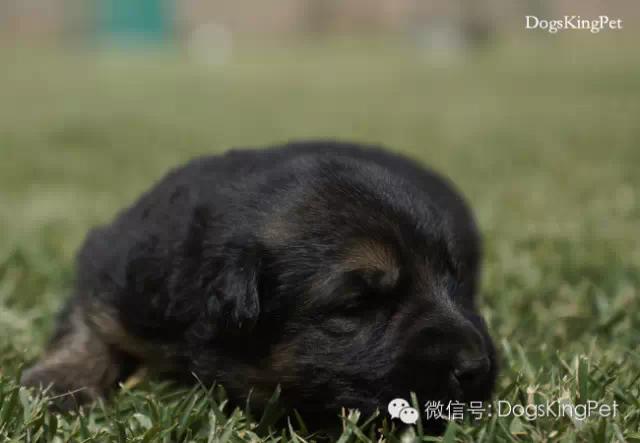 德牧分娩.生产前准备.注意