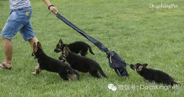 德牧分娩.生产前准备.注意