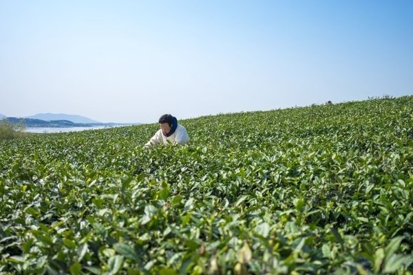 太湖舒畅之旅：乐享田园生活