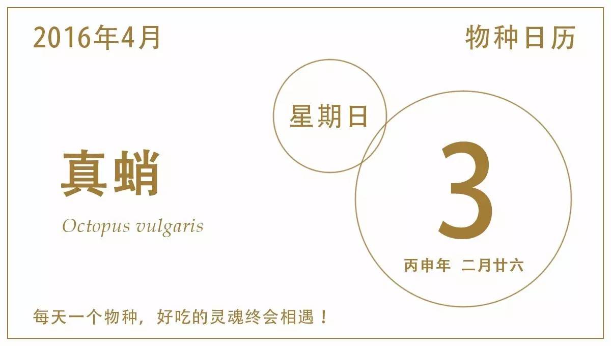 八爪鱼：满身的奇技淫巧，也敌不过煎炸炖炒