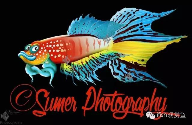 鱼超可爱卡通,鱼可爱卡通画