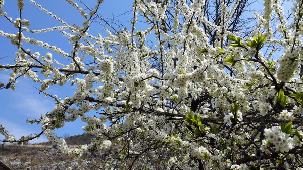 个旧老阴山玻璃栈道购票,个旧老阴山草场