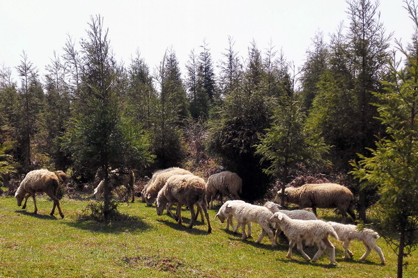 个旧老阴山玻璃栈道购票,个旧老阴山草场
