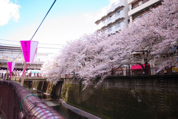 旅游景点樱花谷攻略,赏樱攻略和景点推荐
