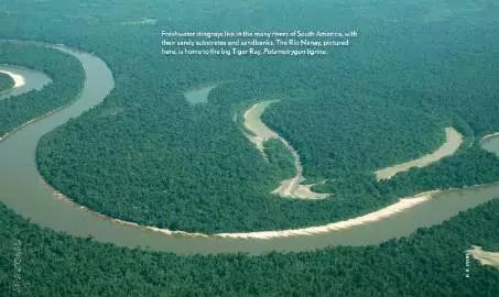 原生魟鱼,魟鱼原生