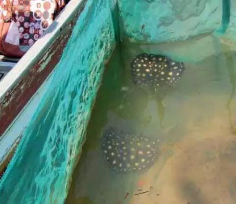 原生魟鱼,魟鱼原生