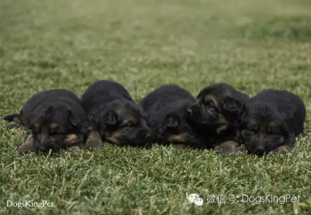 德牧分娩.生产前准备.注意