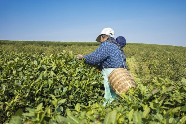 太湖舒畅之旅：乐享田园生活