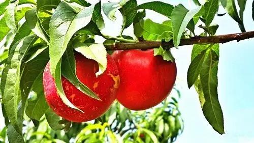 离石林不到20公里的地方，隐藏着昆明人没发现的苗王寨