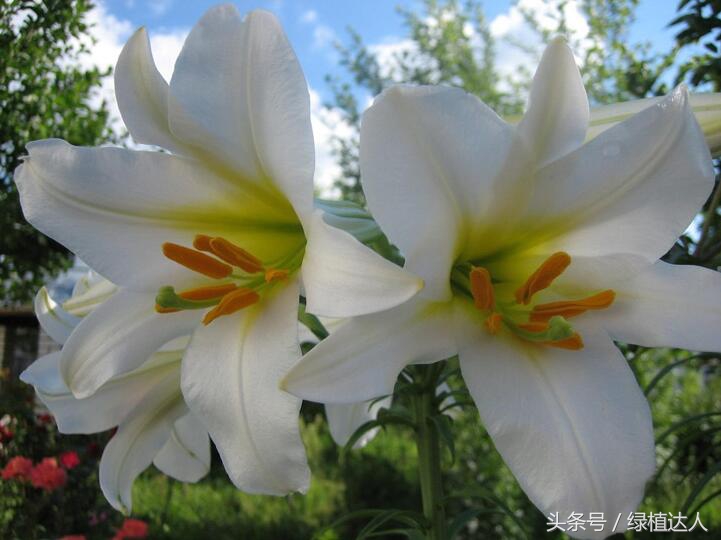 盆栽百合花怎么快速生长,怎样养盆栽花卉百合花花期长