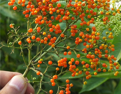 治风湿最好的一种草,农村祛风散寒的草有哪些