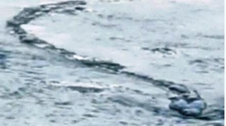 成年的海洋巨蟒有多大,海洋巨蟒大战巨鳄