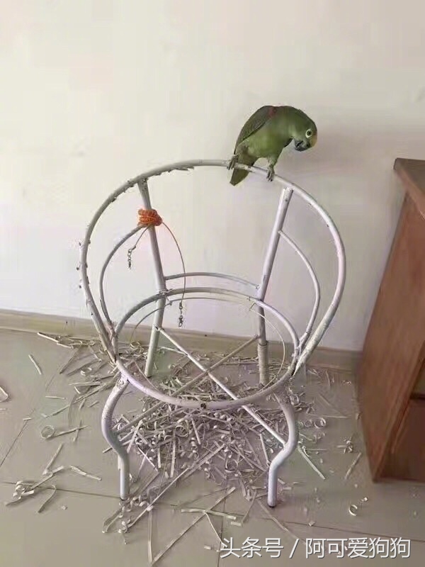 有一只会关心主人的喵星人可真好！