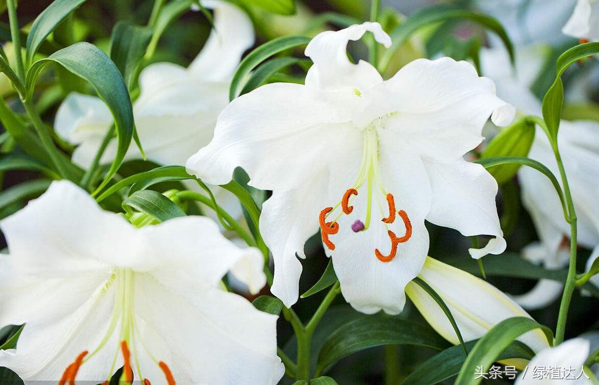 盆栽百合花怎么快速生长,怎样养盆栽花卉百合花花期长