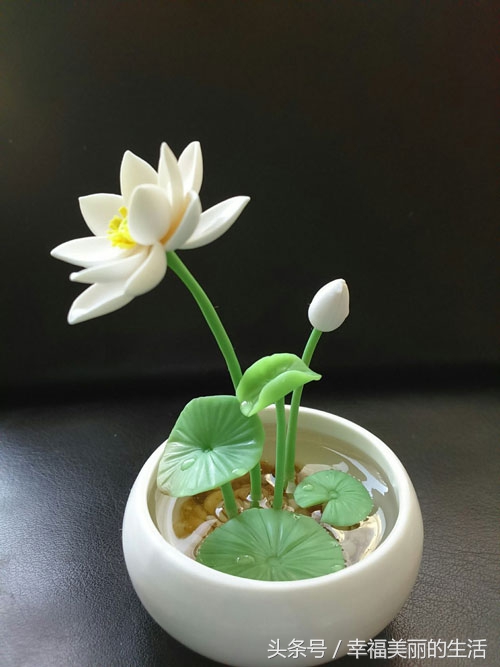 碗莲的种植方法无土种植,碗莲种植方法水植全过程