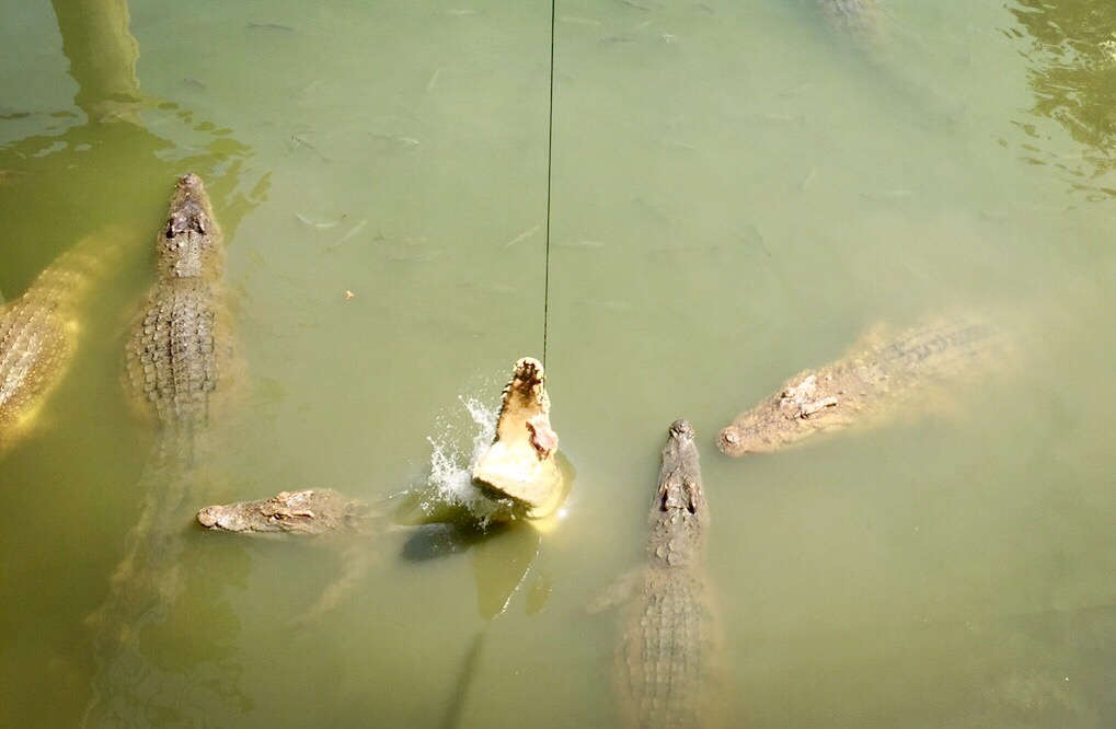 最新游玩长隆野生动物园,长隆野生动物园广州长隆攻略