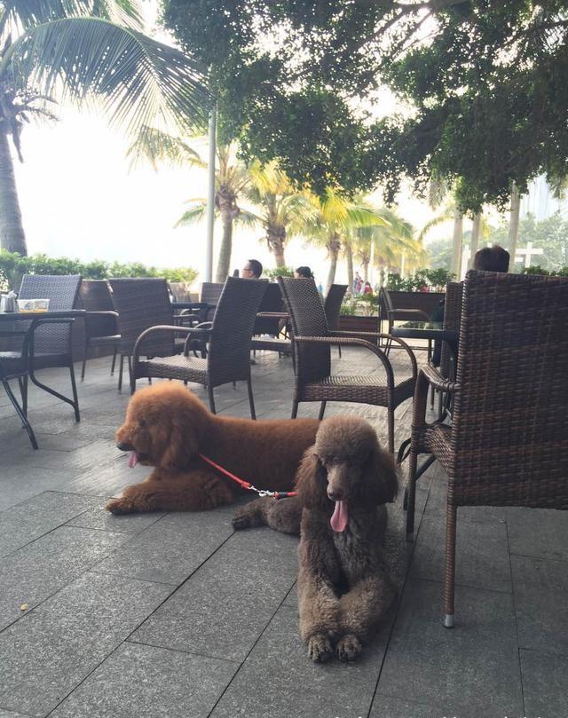 贵宾犬回头率,贵宾犬的回头率