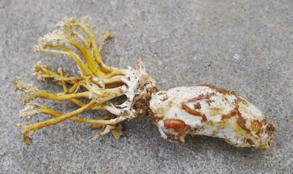 金蝉花商家,金蝉花官方旗舰店