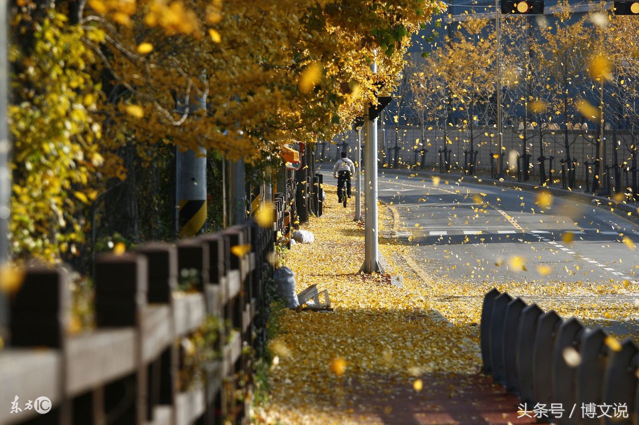 史铁生散文秋天的怀念原文,史铁生的《秋天的怀念》文章