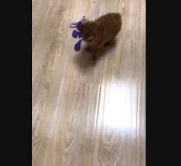 刚买回来的小泰迪一看见我就叫唤,小泰迪刚到家该怎么照顾