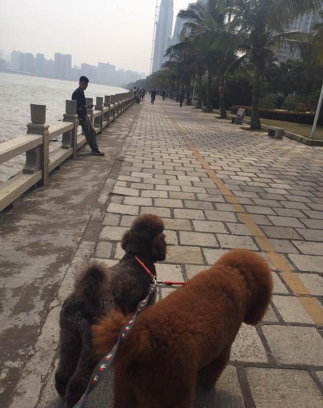贵宾犬回头率,贵宾犬的回头率