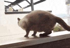 有一只会关心主人的喵星人可真好！