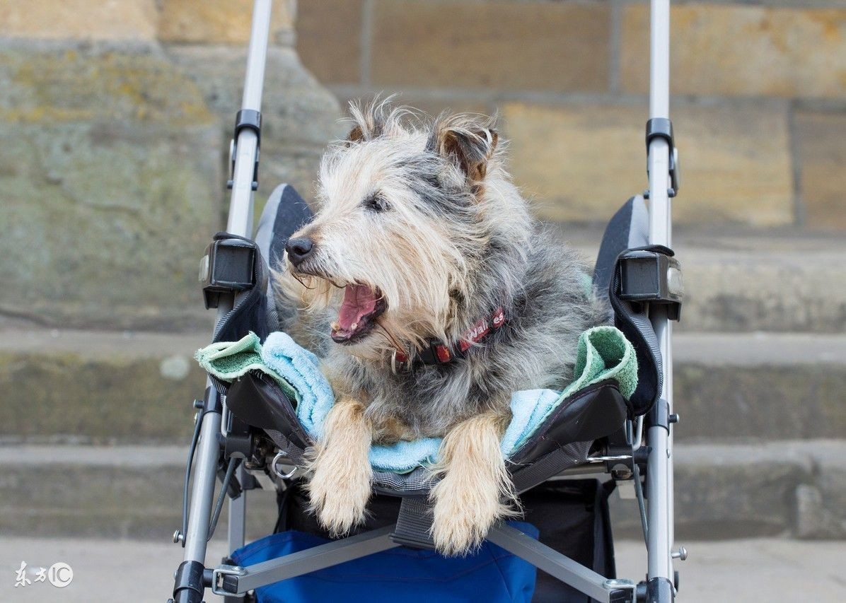 狗狗老了尿失禁怎么办,狗狗老了腿无力怎么办