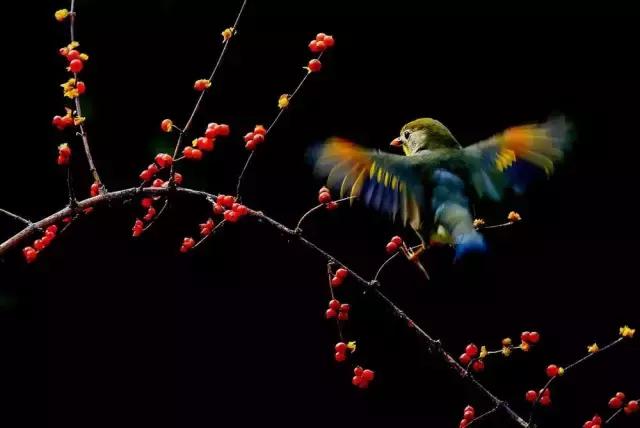 摄友摄影师作品,摄友照片点评