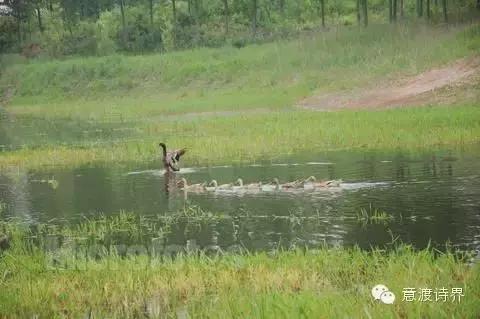 何鹏散文：可我独缺，你一生的了解I总第083期
