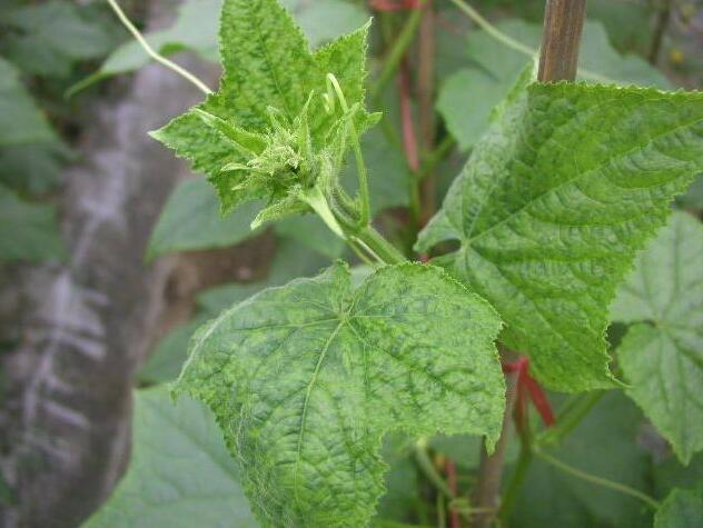 黄瓜得了病毒病用药灌根能行吗,黄瓜得病毒病怎么治