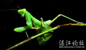 莱阳水口地趟拳传奇