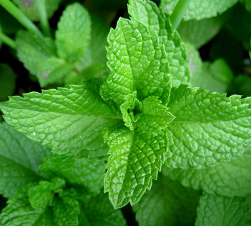 咽炎咳嗽的厉害吃什么药最有效,慢性咽炎咳嗽吃药怎么不见效