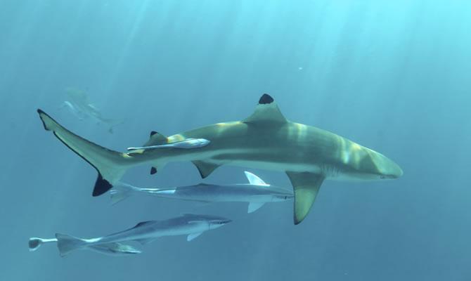 帕劳旅游免费玩,帕劳2019年能去旅游吗