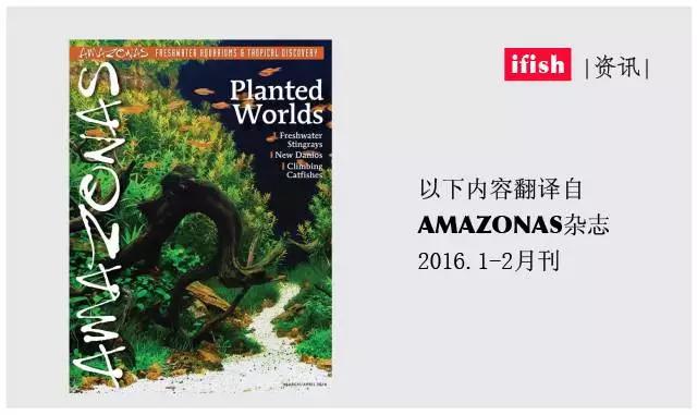 原生魟鱼,魟鱼原生