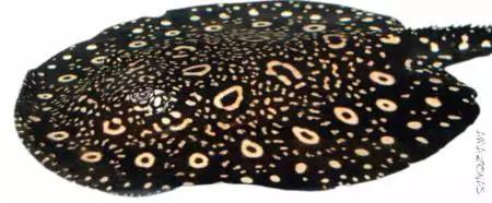 原生魟鱼,魟鱼原生