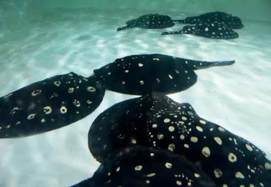 原生魟鱼,魟鱼原生