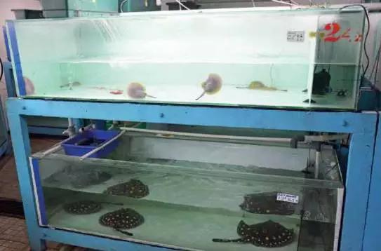 原生魟鱼,魟鱼原生