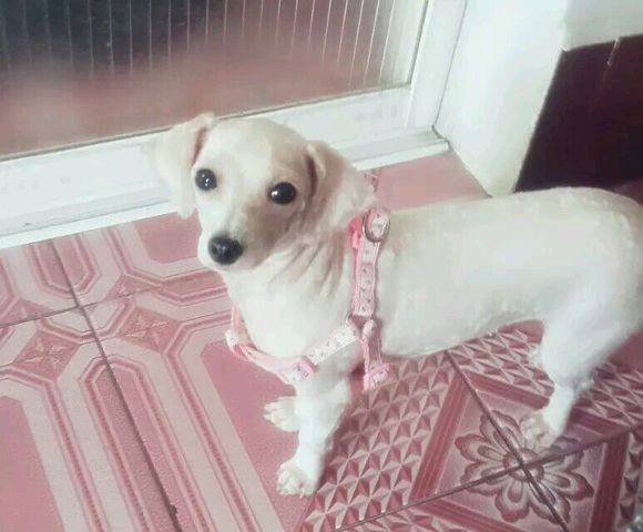 一天要出差，捡回的狗可怜巴巴望着我，竟做出的让我震惊的举动！