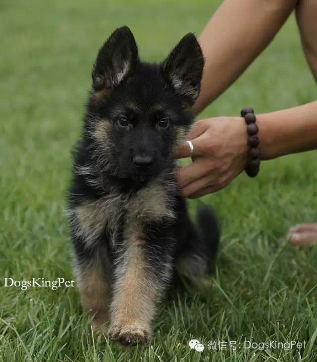 德牧分娩.生产前准备.注意