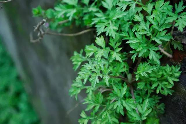 赶在清明之前，为自己做一只青团|一切时节皆与故土食物相关