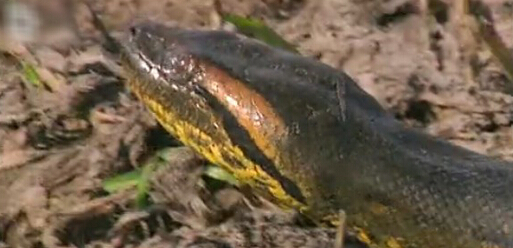 最大的鳄鱼和森蚺,巨型森蚺和巨型鳄鱼谁厉害