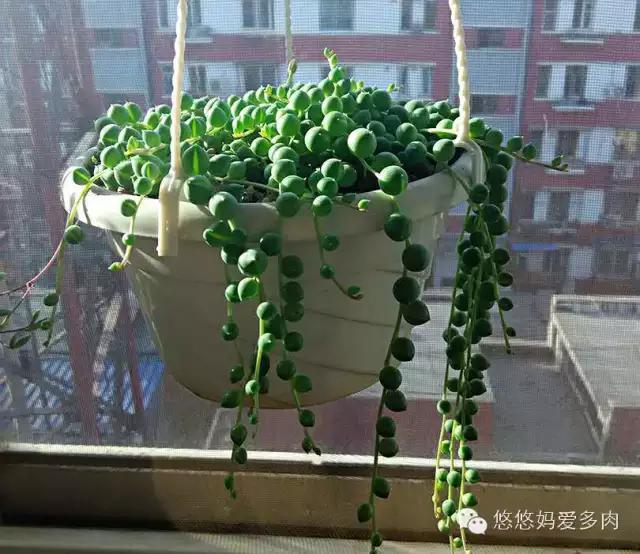 你们的名字有多土,你们的名字叫什么