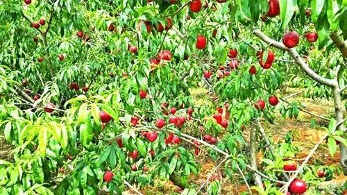 离石林不到20公里的地方，隐藏着昆明人没发现的苗王寨