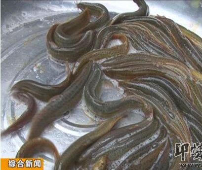 泥鳅养殖致富方法,泥鳅养殖致富新模式